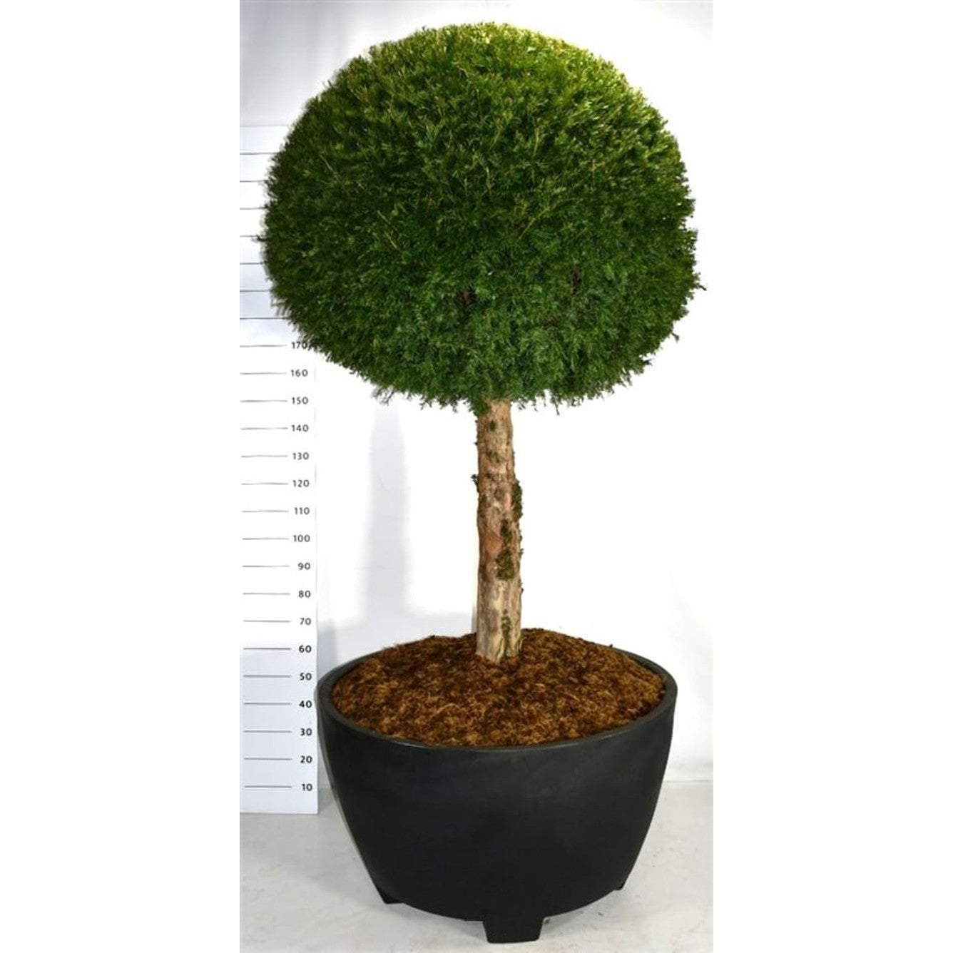 Idegran – Taxus baccata - C 450 Decopot 90 cm. Stam